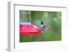 Jeff Davis County, Texas. Black Chinned Hummingbird at Feeder-Larry Ditto-Framed Photographic Print