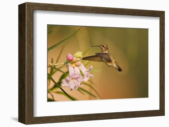 Jeff Davis County, Texas. Black Chinned Hummingbird by Desert Willow-Larry Ditto-Framed Photographic Print