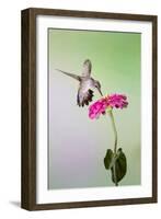 Jeff Davis County, Texas. Black Chinned Hummingbird Feeding at Zinnia-Larry Ditto-Framed Photographic Print