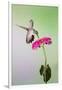 Jeff Davis County, Texas. Black Chinned Hummingbird Feeding at Zinnia-Larry Ditto-Framed Photographic Print