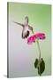 Jeff Davis County, Texas. Black Chinned Hummingbird Feeding at Zinnia-Larry Ditto-Stretched Canvas