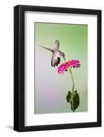 Jeff Davis County, Texas. Black Chinned Hummingbird Feeding at Zinnia-Larry Ditto-Framed Photographic Print