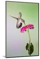 Jeff Davis County, Texas. Black Chinned Hummingbird Feeding at Zinnia-Larry Ditto-Mounted Photographic Print