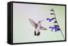 Jeff Davis County, Texas. Black Chinned Hummingbird on Penstemon-Larry Ditto-Framed Stretched Canvas