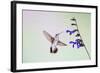 Jeff Davis County, Texas. Black Chinned Hummingbird on Penstemon-Larry Ditto-Framed Photographic Print
