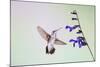 Jeff Davis County, Texas. Black Chinned Hummingbird on Penstemon-Larry Ditto-Mounted Photographic Print