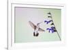 Jeff Davis County, Texas. Black Chinned Hummingbird on Penstemon-Larry Ditto-Framed Photographic Print