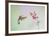 Jeff Davis County, Texas. Black Chinned Hummingbird on Penstemon-Larry Ditto-Framed Photographic Print