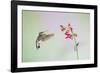 Jeff Davis County, Texas. Black Chinned Hummingbird on Penstemon-Larry Ditto-Framed Photographic Print