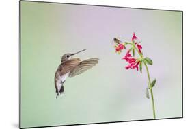 Jeff Davis County, Texas. Black Chinned Hummingbird on Penstemon-Larry Ditto-Mounted Photographic Print