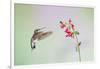 Jeff Davis County, Texas. Black Chinned Hummingbird on Penstemon-Larry Ditto-Framed Photographic Print