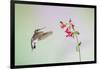 Jeff Davis County, Texas. Black Chinned Hummingbird on Penstemon-Larry Ditto-Framed Photographic Print