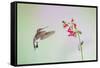 Jeff Davis County, Texas. Black Chinned Hummingbird on Penstemon-Larry Ditto-Framed Stretched Canvas