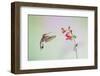 Jeff Davis County, Texas. Black Chinned Hummingbird on Penstemon-Larry Ditto-Framed Photographic Print