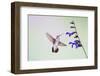 Jeff Davis County, Texas. Black Chinned Hummingbird on Penstemon-Larry Ditto-Framed Photographic Print