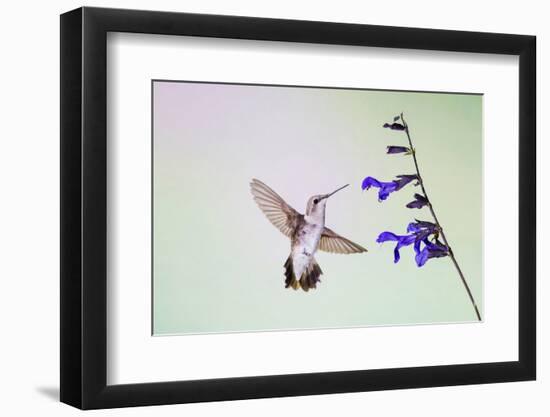 Jeff Davis County, Texas. Black Chinned Hummingbird on Penstemon-Larry Ditto-Framed Photographic Print