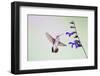 Jeff Davis County, Texas. Black Chinned Hummingbird on Penstemon-Larry Ditto-Framed Photographic Print