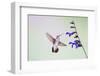 Jeff Davis County, Texas. Black Chinned Hummingbird on Penstemon-Larry Ditto-Framed Photographic Print