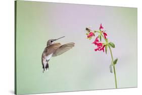 Jeff Davis County, Texas. Black Chinned Hummingbird on Penstemon-Larry Ditto-Stretched Canvas