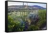 Jeff Davis County, Texas. Davis Mountains and Desert Vegetation-Larry Ditto-Framed Stretched Canvas
