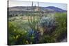Jeff Davis County, Texas. Davis Mountains and Desert Vegetation-Larry Ditto-Stretched Canvas