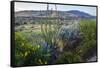 Jeff Davis County, Texas. Davis Mountains and Desert Vegetation-Larry Ditto-Framed Stretched Canvas