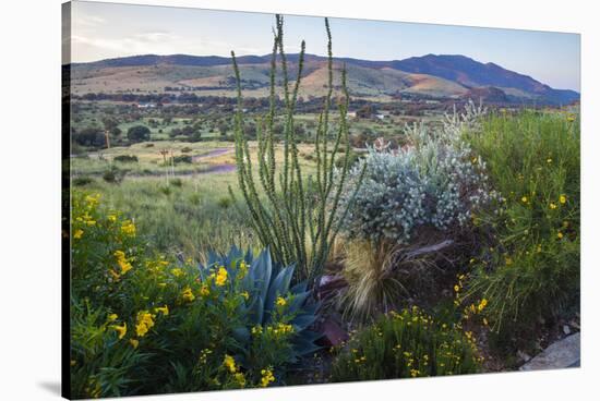 Jeff Davis County, Texas. Davis Mountains and Desert Vegetation-Larry Ditto-Stretched Canvas