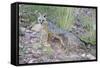 Jeff Davis County, Texas. Gray Fox Standing in Grass-Larry Ditto-Framed Stretched Canvas