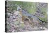 Jeff Davis County, Texas. Gray Fox Standing in Grass-Larry Ditto-Stretched Canvas