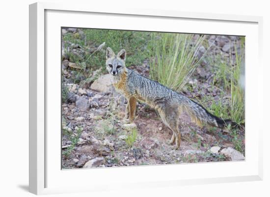 Jeff Davis County, Texas. Gray Fox Standing in Grass-Larry Ditto-Framed Photographic Print