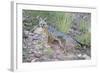 Jeff Davis County, Texas. Gray Fox Standing in Grass-Larry Ditto-Framed Photographic Print