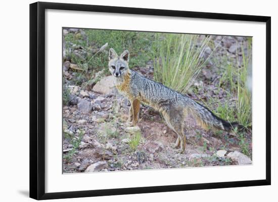 Jeff Davis County, Texas. Gray Fox Standing in Grass-Larry Ditto-Framed Photographic Print