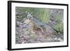 Jeff Davis County, Texas. Gray Fox Standing in Grass-Larry Ditto-Framed Photographic Print