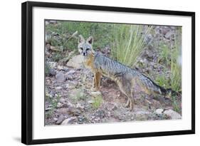 Jeff Davis County, Texas. Gray Fox Standing in Grass-Larry Ditto-Framed Photographic Print