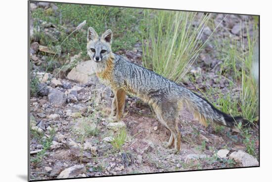 Jeff Davis County, Texas. Gray Fox Standing in Grass-Larry Ditto-Mounted Photographic Print