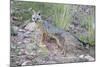 Jeff Davis County, Texas. Gray Fox Standing in Grass-Larry Ditto-Mounted Photographic Print