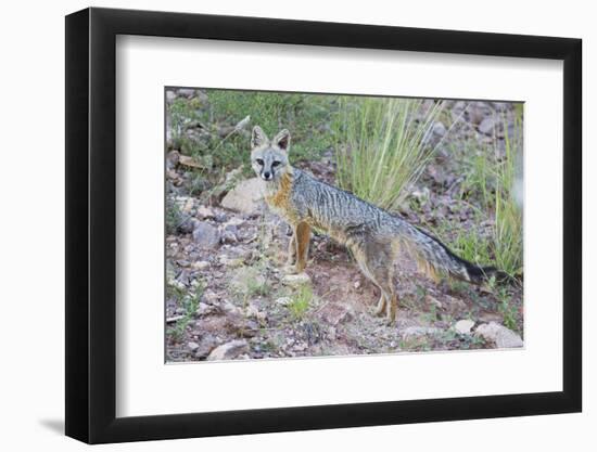 Jeff Davis County, Texas. Gray Fox Standing in Grass-Larry Ditto-Framed Premium Photographic Print