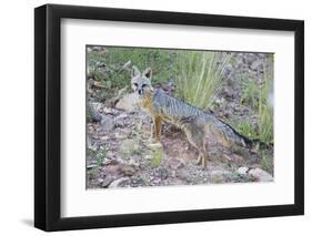 Jeff Davis County, Texas. Gray Fox Standing in Grass-Larry Ditto-Framed Premium Photographic Print