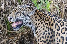 Jaguar (Panthera onca) male drinking, Cuiaba River, Pantanal, Brazil-Jeff Foott-Photographic Print