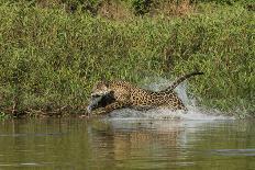 Jaguar on river bank, Cuiaba River, Pantanal Matogrossense National Park, Pantanal, Brazil-Jeff Foott-Photographic Print