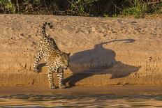 Yacare caiman group basking, mouths open to keep cool, Pantanal, Brazil-Jeff Foott-Framed Photographic Print