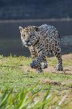 Jaguar on river bank, Cuiaba River, Pantanal Matogrossense National Park, Pantanal, Brazil-Jeff Foott-Photographic Print