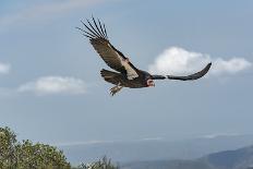 Wild California condor in flight, with wing tag and transmitter, Baja, Mexico-Jeff Foott-Photographic Print