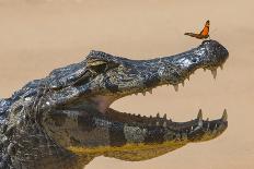 Yacare caiman (Caiman yacare) on river bank, Cuiaba River, Pantanal, Brazil-Jeff Foott-Photographic Print