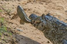 Jaguar male, chasing a Caiman. Cuiaba River, Pantanal, Brazil-Jeff Foott-Photographic Print