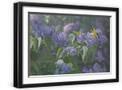 Black Frame