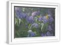 White Frame