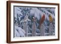 Brown Frame