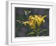 Chelsea White