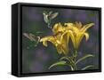 Canvas Black